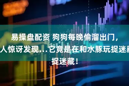 易操盘配资 狗狗每晚偷溜出门，主人惊讶发现…它竟是在和水豚玩捉迷藏！